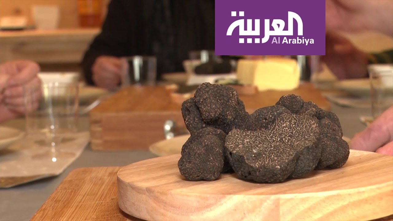 صباح العربية | ترافل.. فطريات نادرة تدخل في أعرق الأطباق الفرنسية