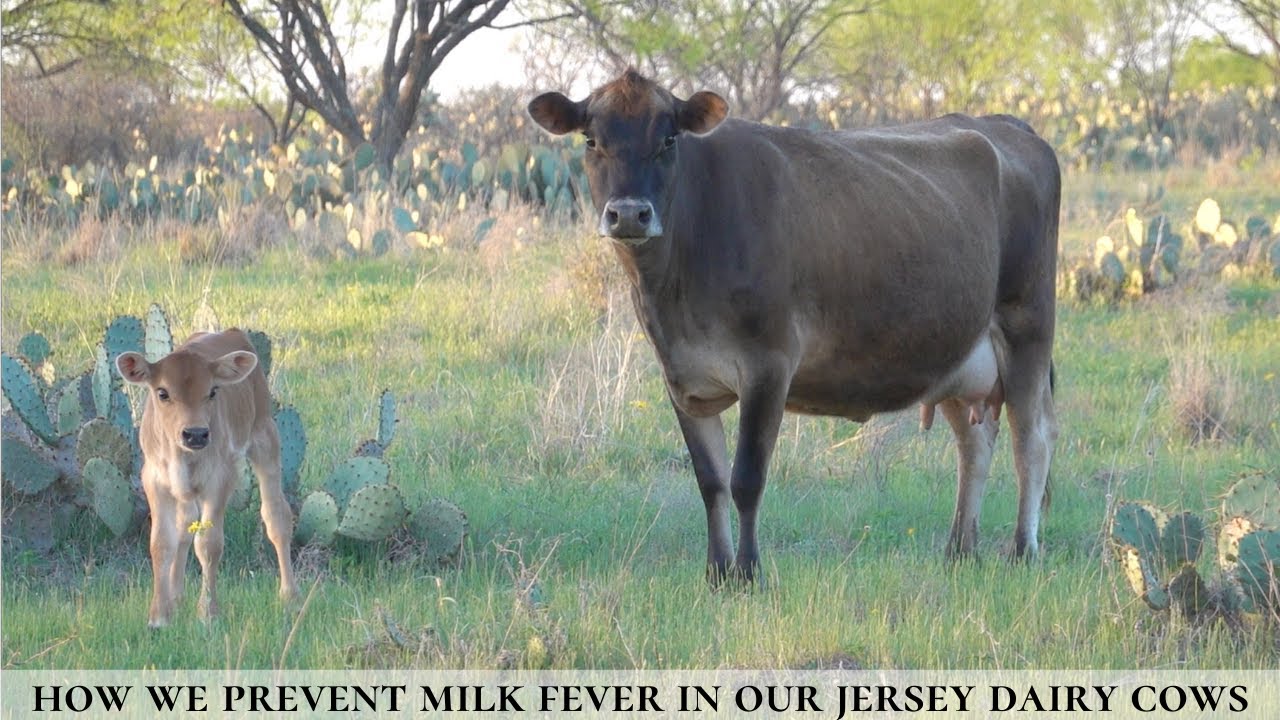 HOW WE PREVENT MILK FEVER IN OUR JERSEY DAIRY COWS  - VET DEMONSTRATES HOW TO GIVE CMPK PASTE