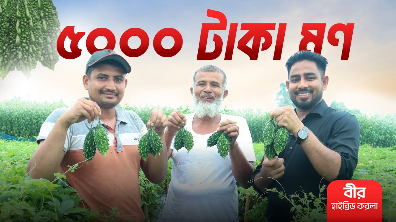 অংক মিলিয়ে নিন! মাত্র ১৬ শতকে করলা চাষ | বীর হাইব্রিড করলা