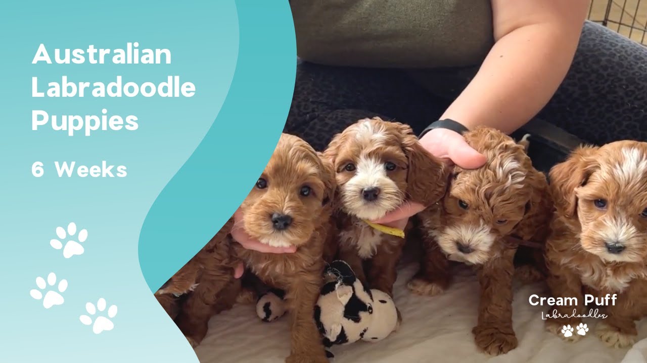 Mini Australian Labradoodle Puppies: CPL Chispa (Charlotte) x CPL Voodoo (Maxwell)