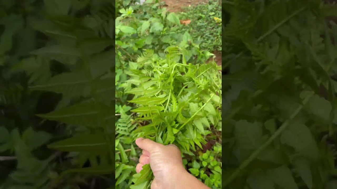 H&aacute;i rau rớn #taybactv #giadinh #xuhuong #food #cuocsong #yeuthuong #cooking #phunu