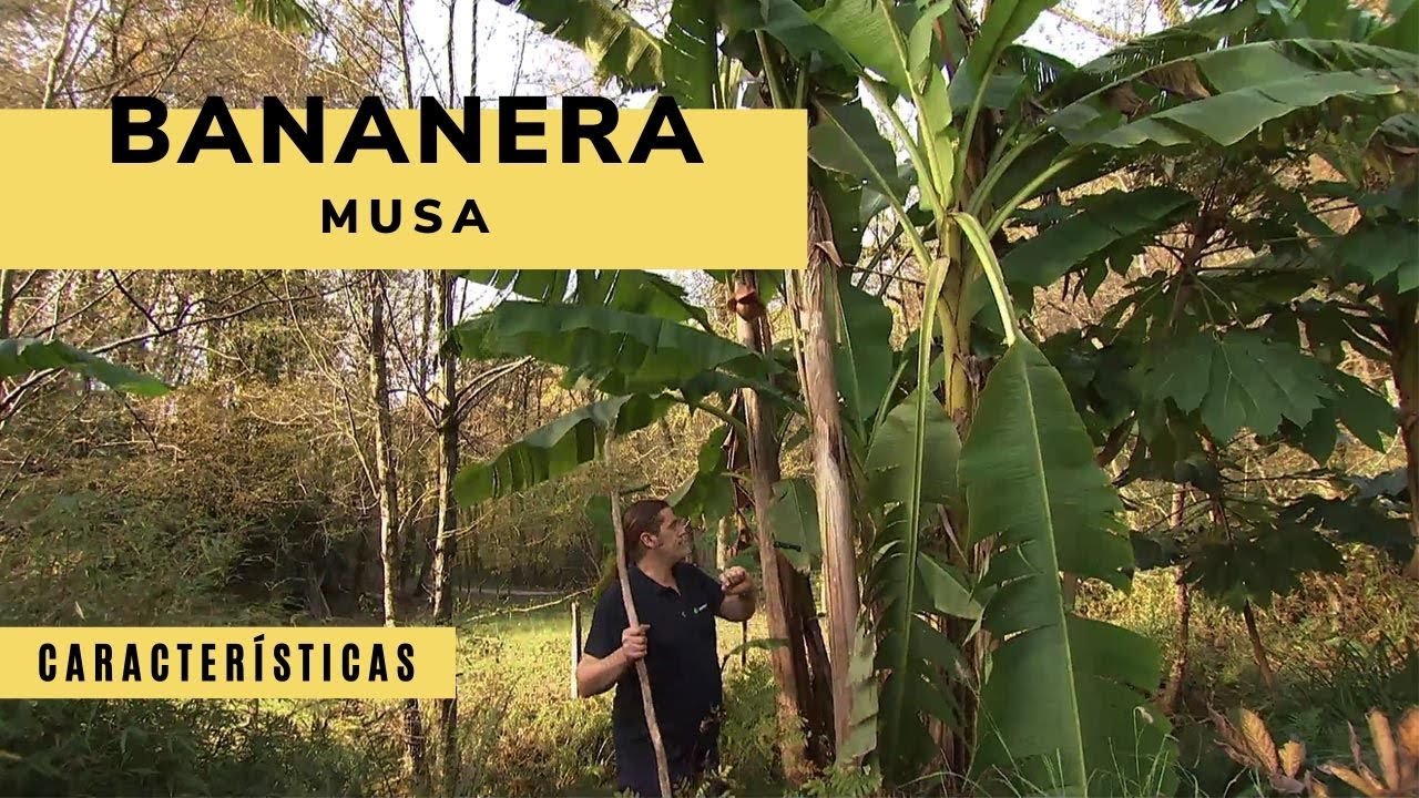 Características de la bananera musa - Decogarden - Jardinatis