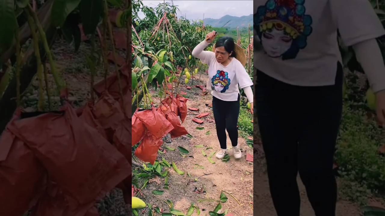 Lots of ripe mangoes  🥭🥭 and harvesting sweet mango from farm#shortvideo #yummy #mango