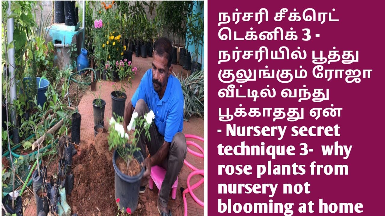 நர்சரியில் வாங்கும் ரோஸ் செடி பூக்கும் பிறகு பூக்காது ஏன் ? | 