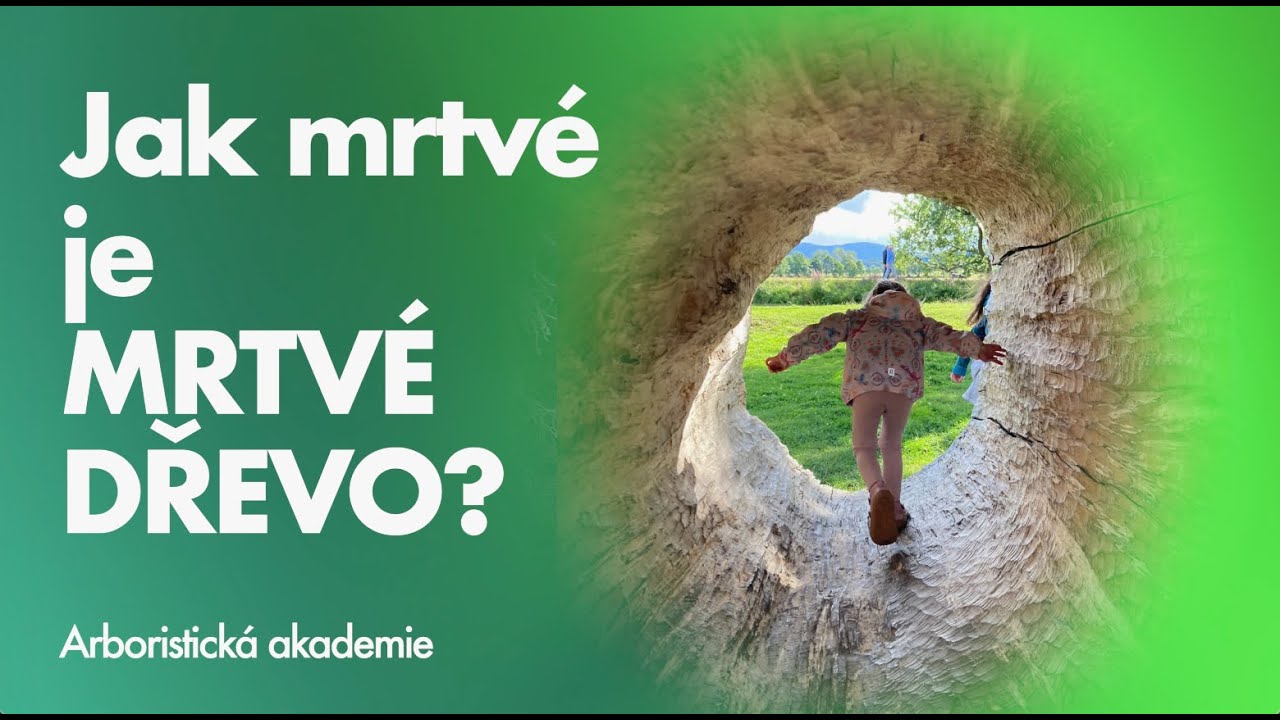 Jak mrtvé je MRTVÉ DŘEVO?