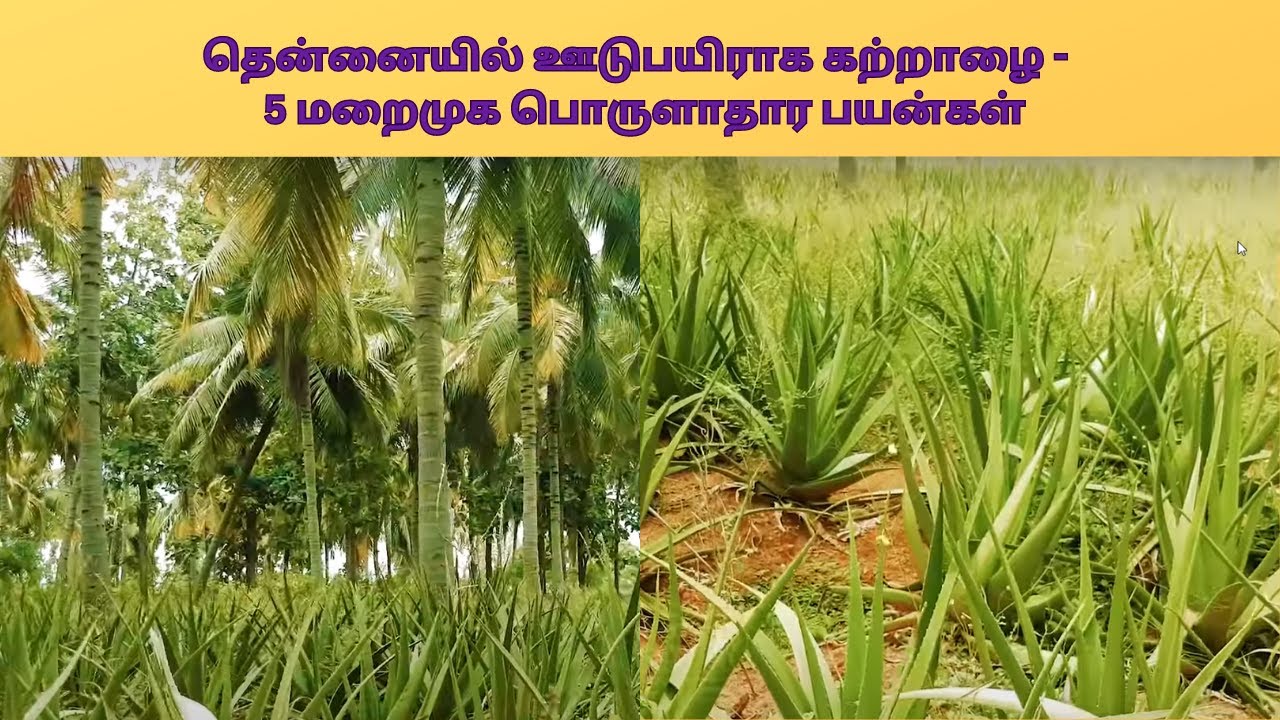 தென்னையில் ஊடுபயிராக கற்றாழை - 5  மறைமுக பொருளாதார பயன்கள்| Aloe vera Intercrop in Coconut Farm