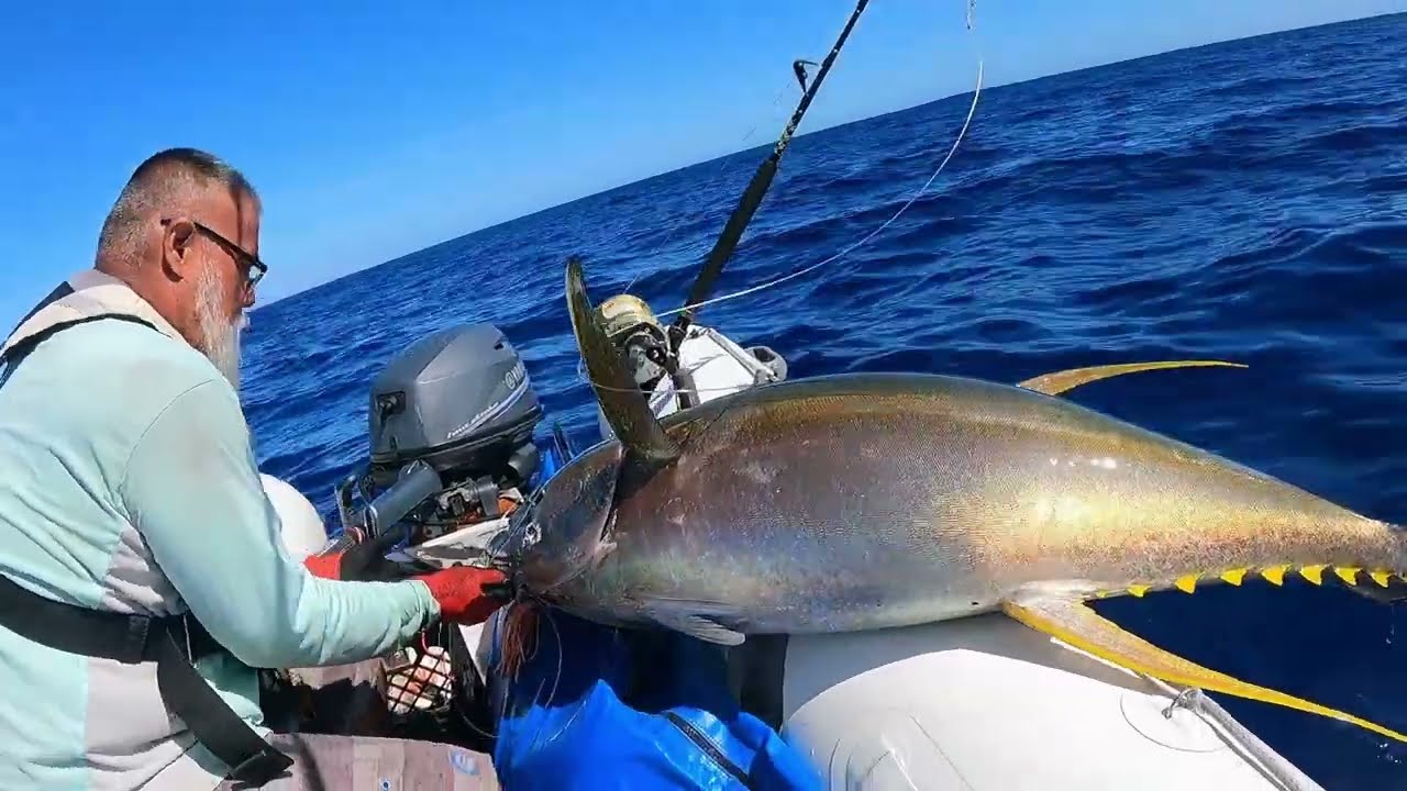 Catching Big Ahi (Yellowfin Tuna) in a Pod of Dolphins! -NO LIMITS FISHING