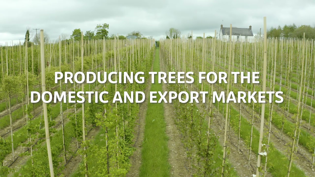Tree Production: Annaveigh Tree Farm
