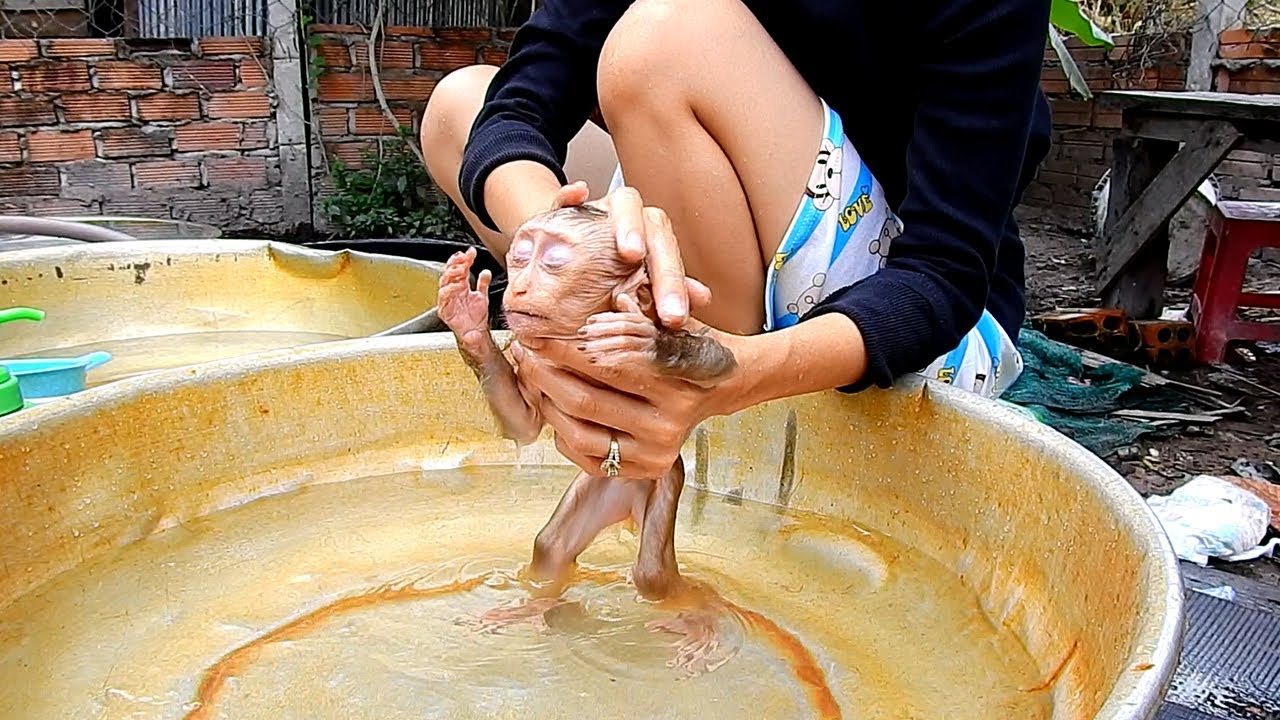 Baby monkey Bathing