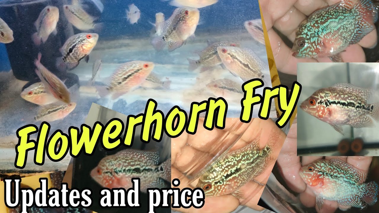 Flowerhorn Fry Updates and Price || Flowerhorn Fish