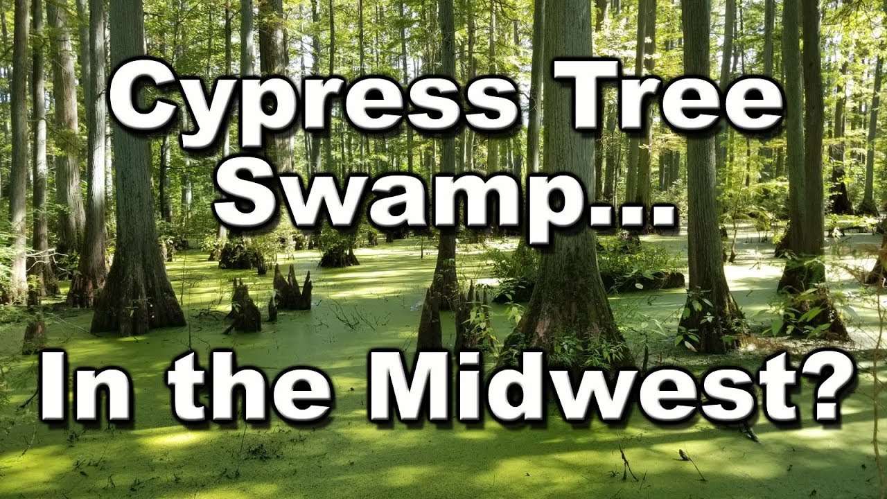 Get Swampy @ Heron Pond | Cache River Natural Area