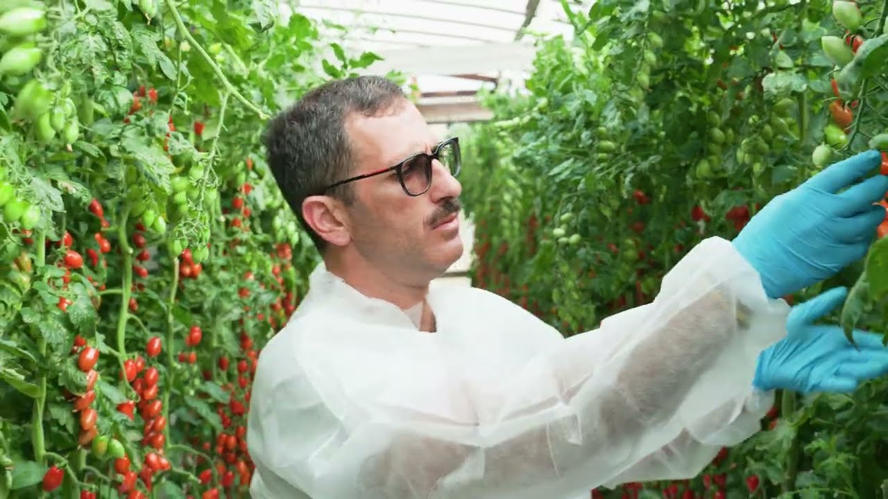 Pomodoro Kinino RZ: tutto il valore del datterino