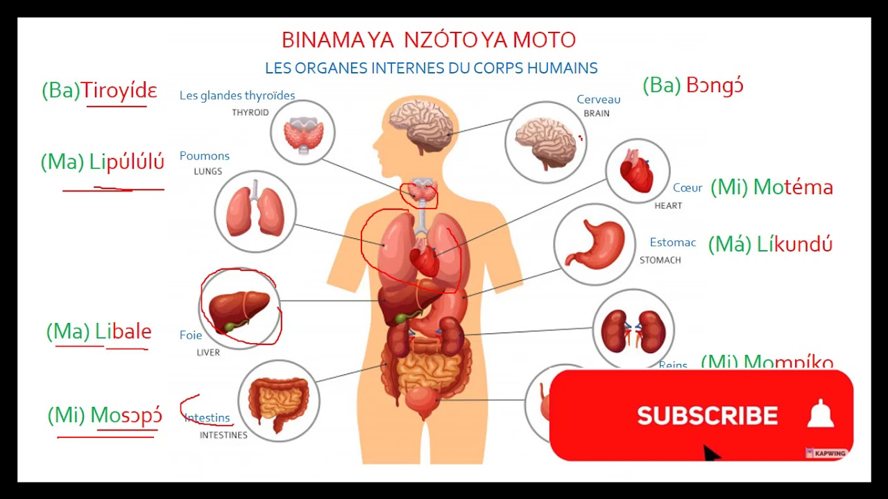 Organes du corps humain en lingala/ human body organs in lingala