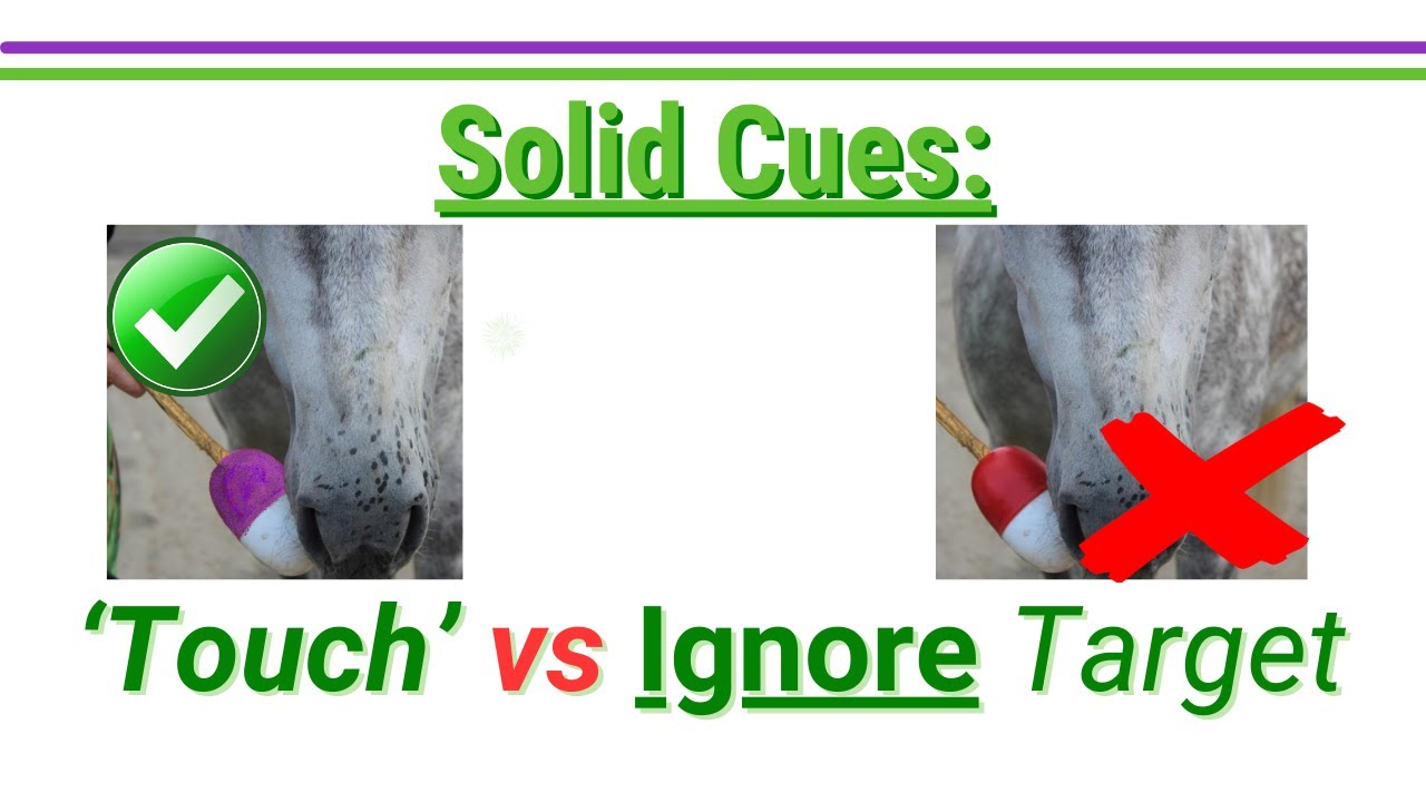 How to test your cues: A Training Plan