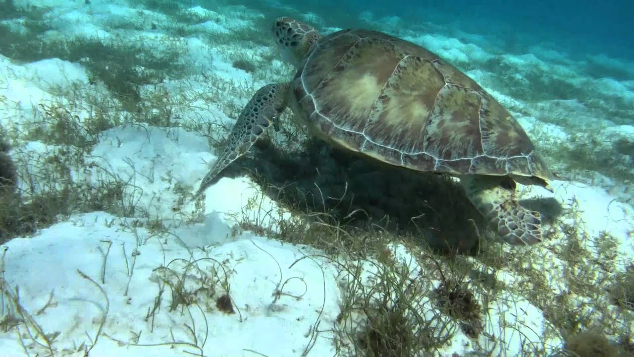 Chris Gourley Grenada Video.mp4