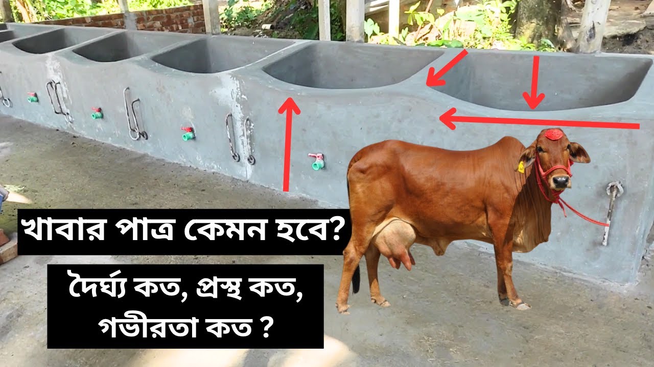 গরুর খাবার পাত্র তৈরির অভিজ্ঞতা ! পাত্রের দৈর্ঘ্য কত, প্রস্থ কত, গভীরতা কত ?
