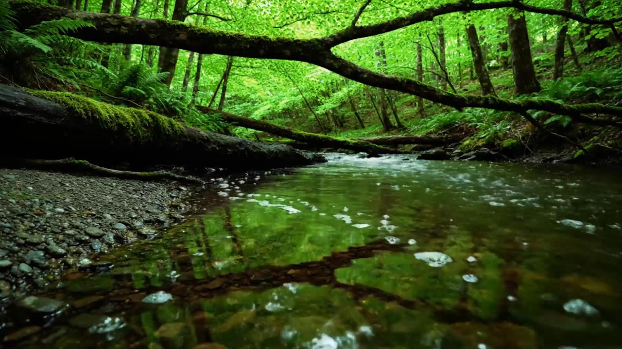 Forest Stream Sounds, Gentle Bird Song, Relaxing Nature Sounds