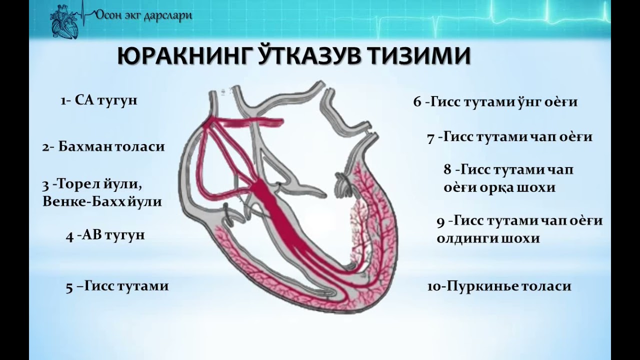 Осон экг дарслари 1- дарс  Oson ekg darslari 1 - dars.