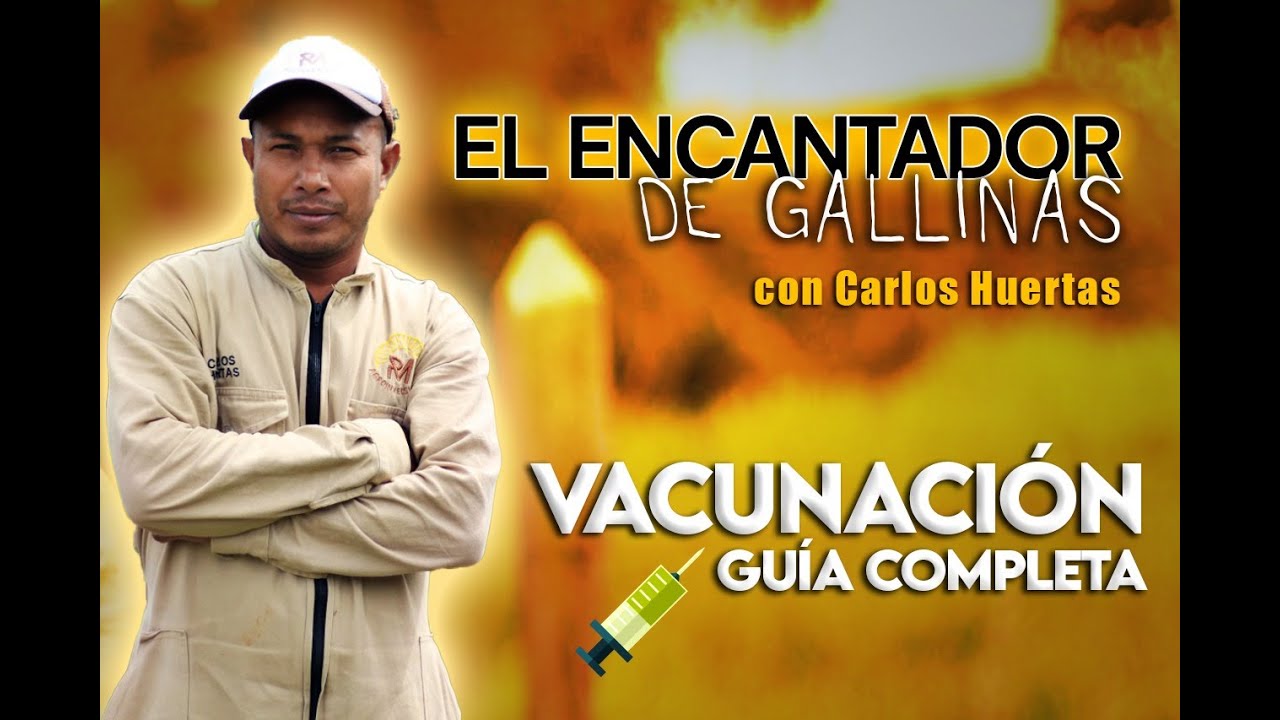 VACUNAS EN GALLINAS PONEDORAS GUIA COMPLETA