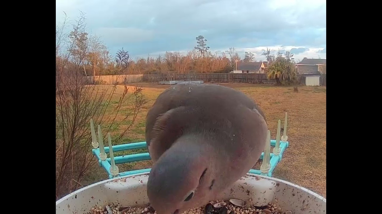 Peace Under a Rainbow | Dove at the Feeder