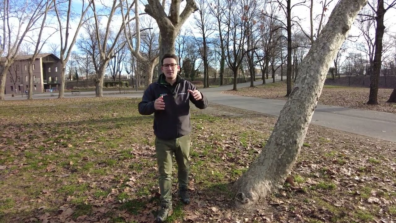Alberi INCLINATI /// sono pericolosi? Cosa fare?