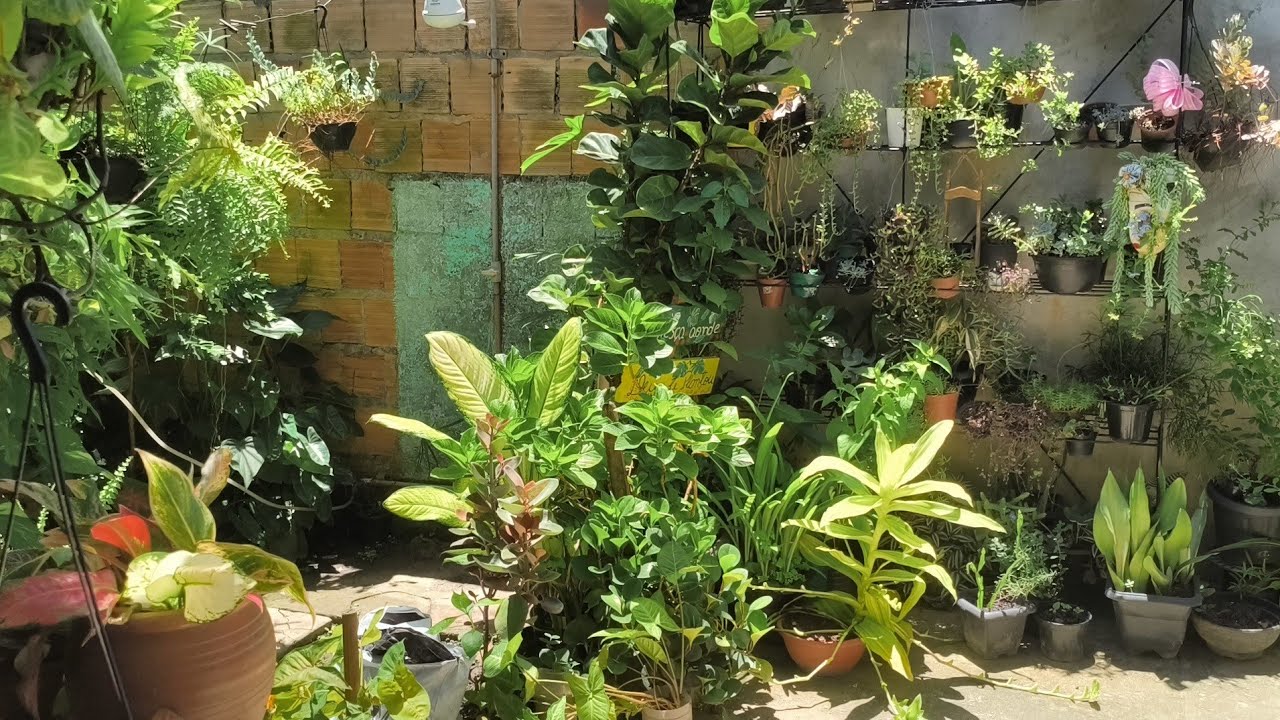 ORGANIZANDO O JARDIM E REPLANTE DE ANTÚRIO GIGANTE 