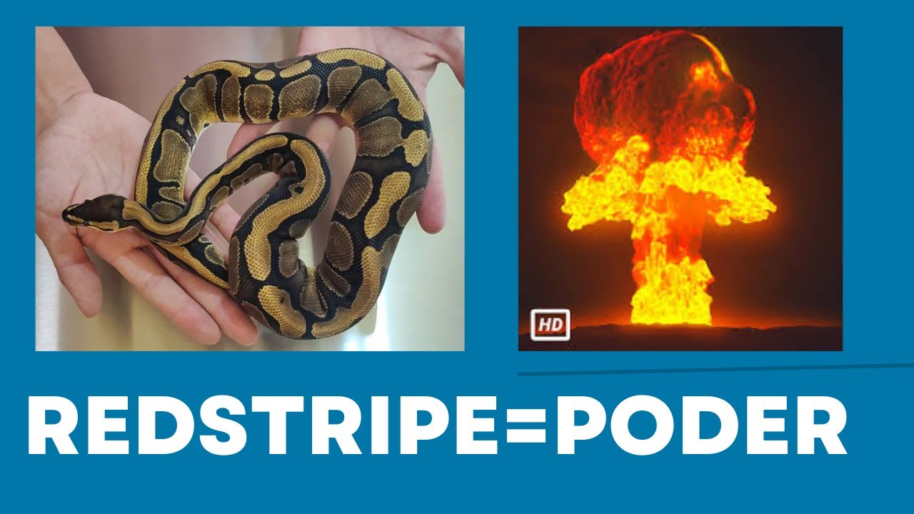 REDSTRIPE un gen INFRAVALORADO en México pero muy PODEROSO