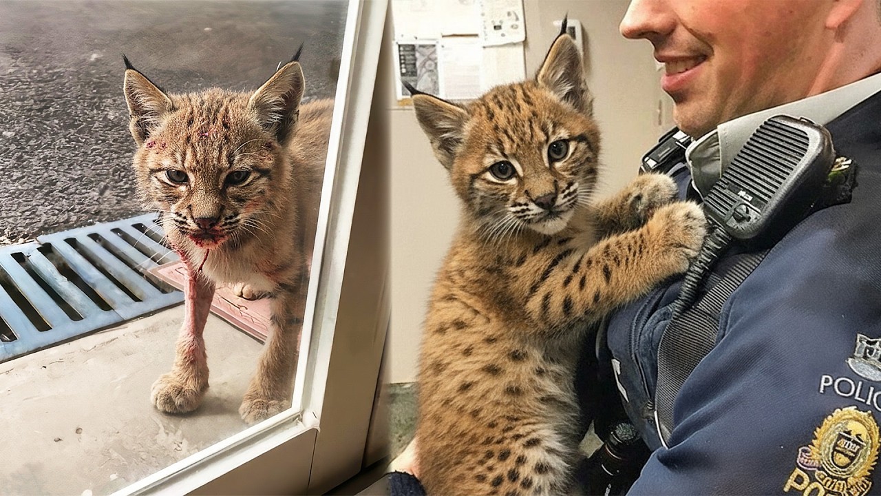 Bobcat Kitten Knocked on the Police Station Door—What the Officer Did Next SHOCKED Everyone