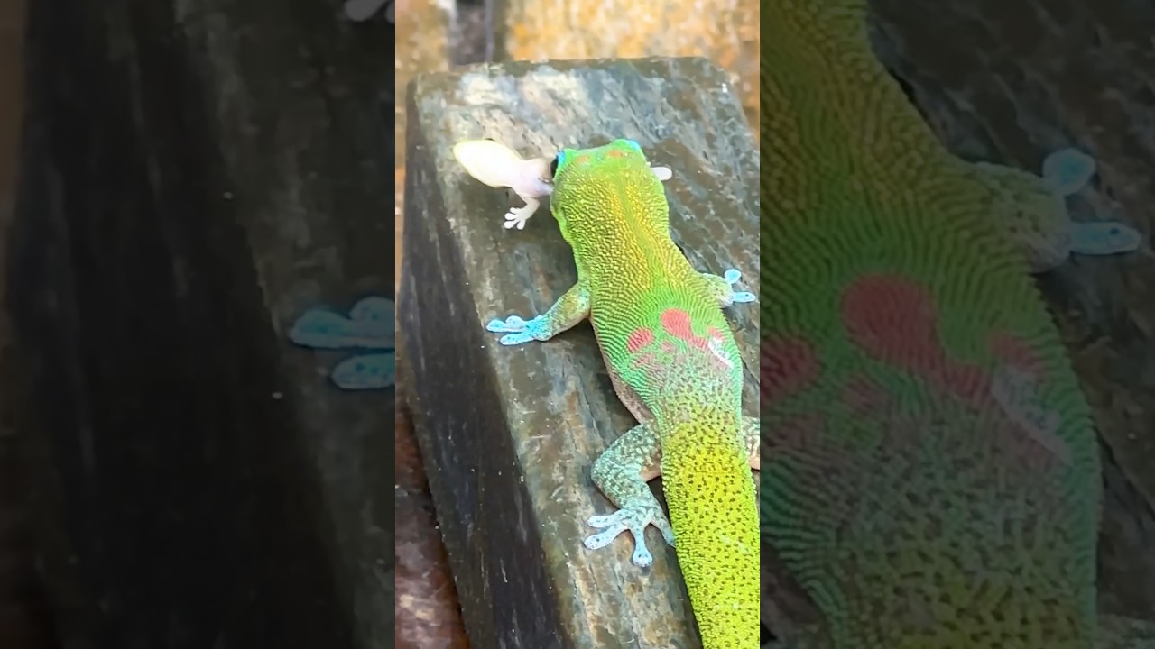 Baby Gecko Eaten by Mama!😳🦎