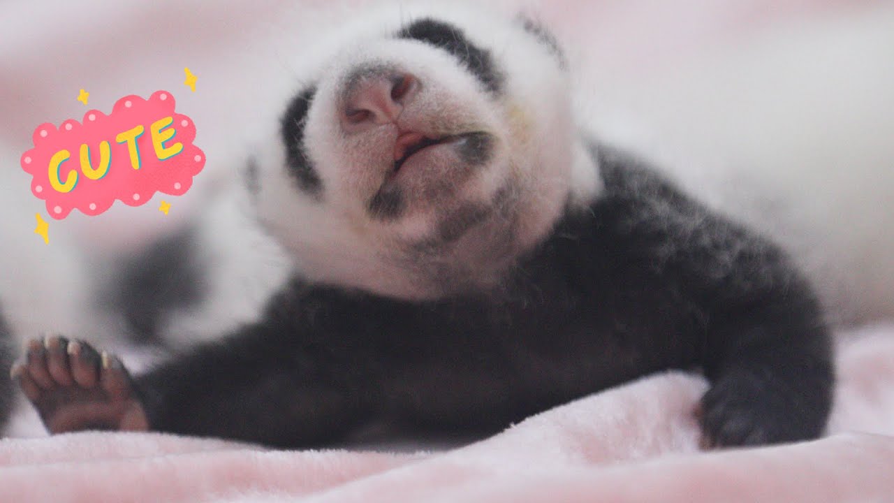 World's Best Job - Being A Panda Nanny | iPanda