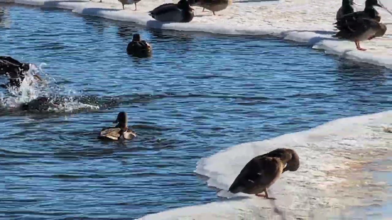 Wildlife In Wintery Michigan #viral #wildlife #ducks #foryou #mallards #trending #outdoors #enjoy