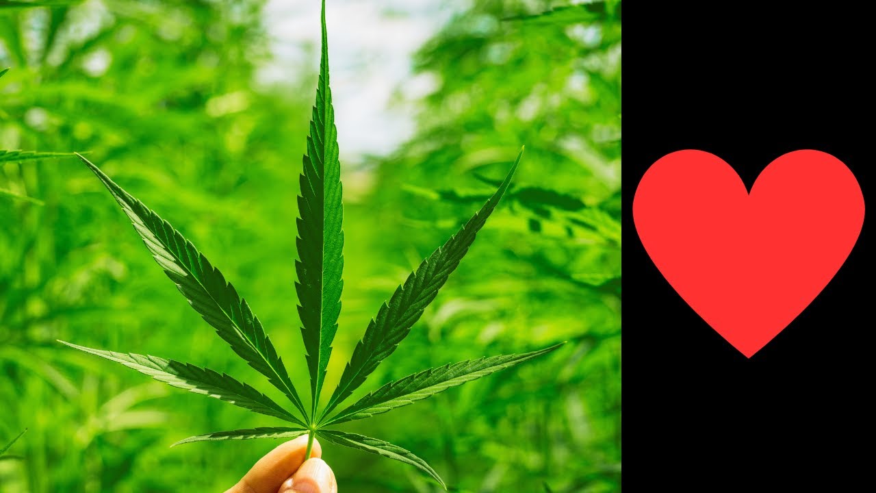 Kolmaz Marijuana - Recenzja