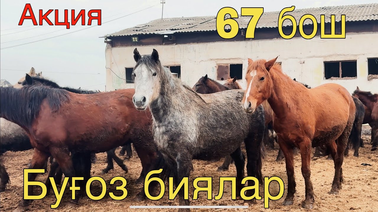 Bug‘oz Biyalar Sotiladi— Oqqo‘rg‘onda Juda Zo‘r Taklif!