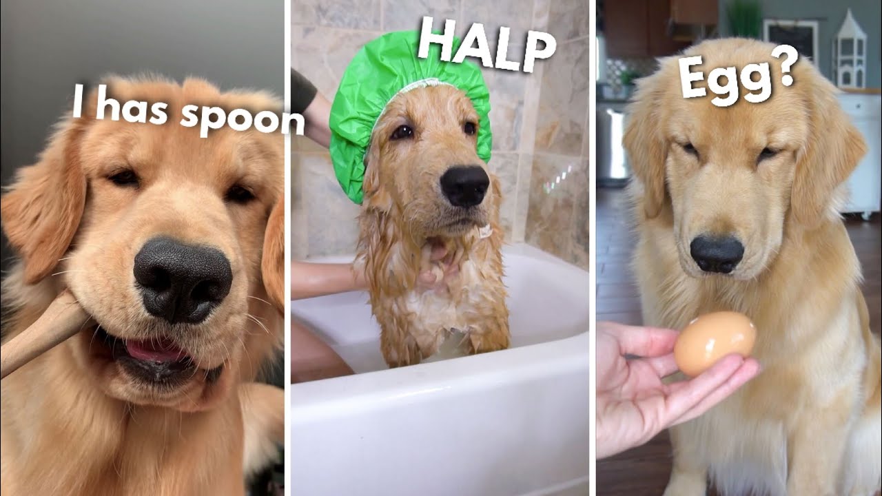I Has Spoon, I Has Egg, I Has Baff | Compilation