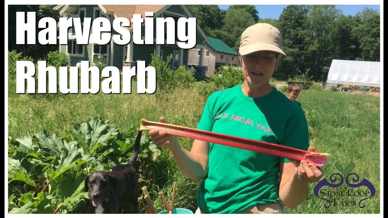 Harvesting Rhubarb