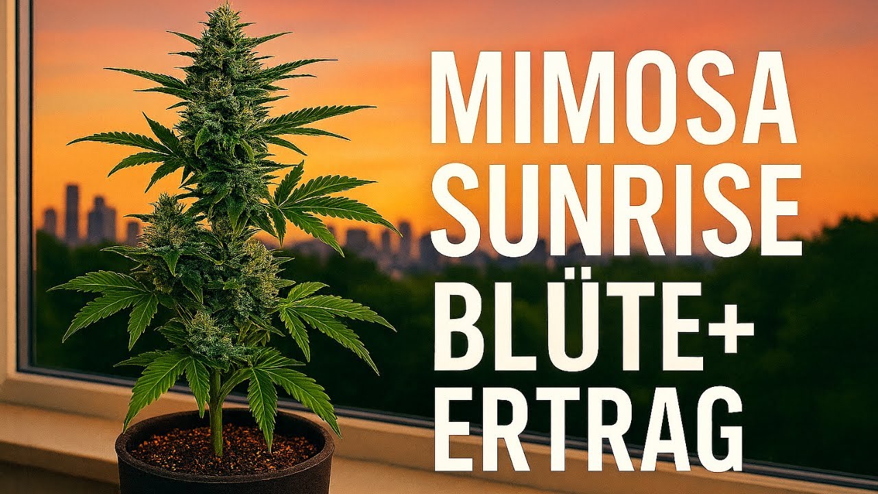 Mimosa Sunrise Bl&uuml;tephase + Ernte 🪴☀️ Autoflower Fensterbank- Balkon Grow