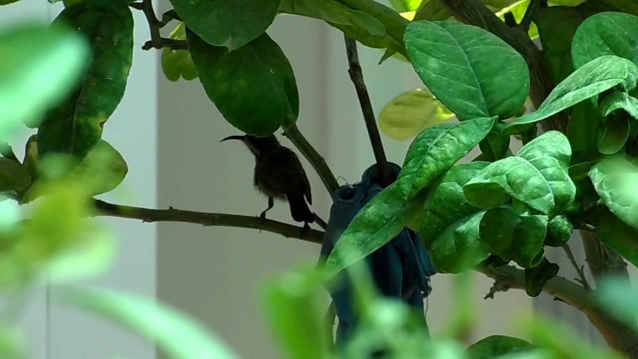 Палестинская нектарница. Palestine sunbird. צופית בוהקת