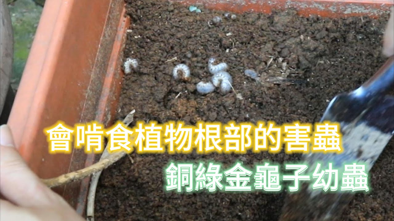 會啃食植物根部的害蟲銅綠金龜子幼蟲【2023/08/26】