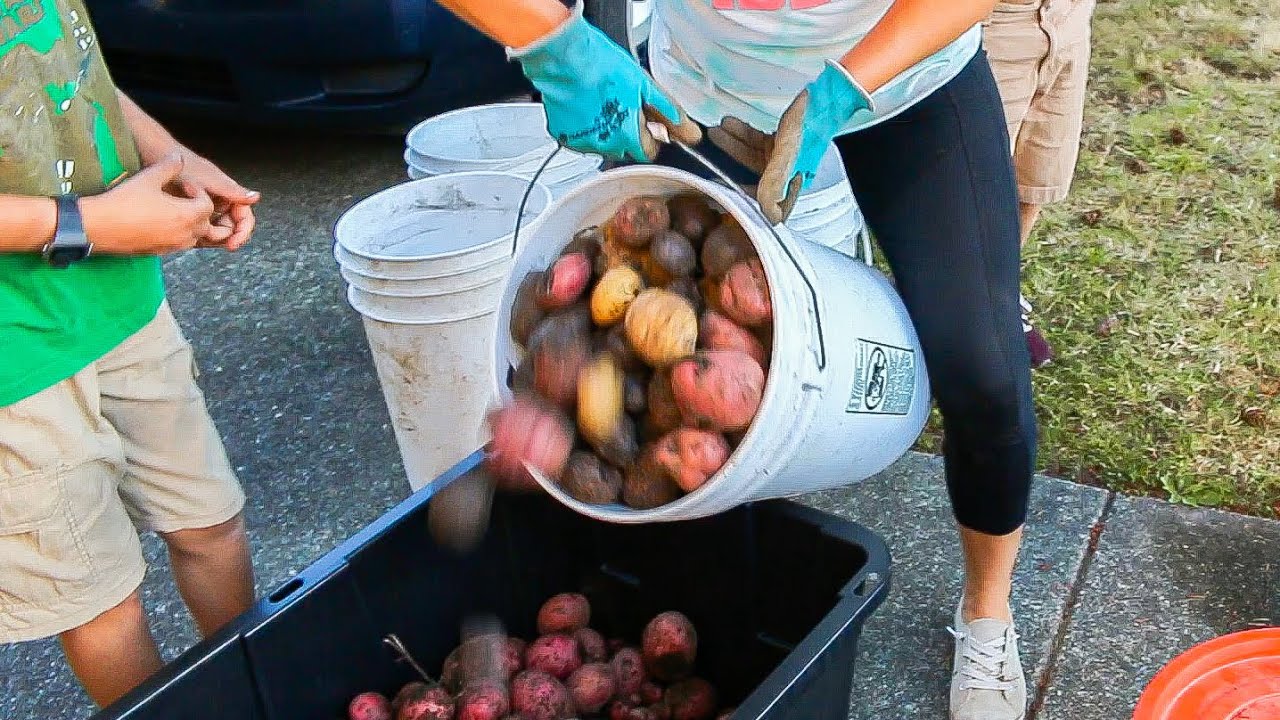 Biggest potato harvest to date- Mittleider gardening method