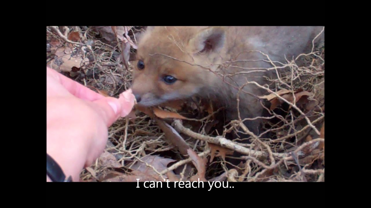 Feeding a Baby Fox