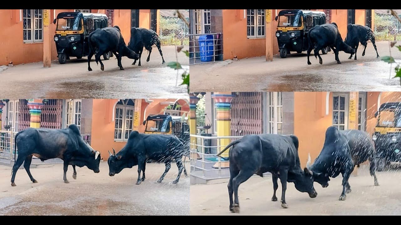 Stray Bulls Lock Horns in Karwar, Trigger Chaos at Kodibag