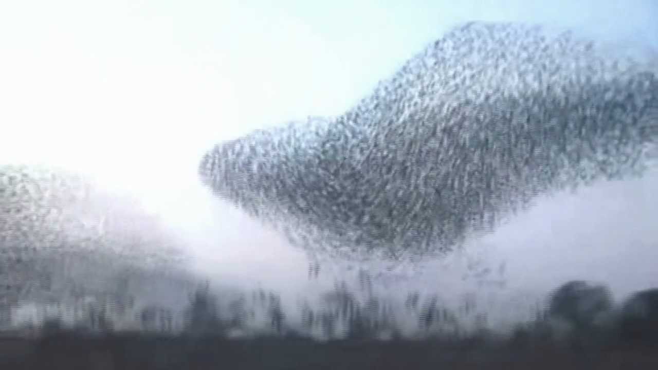 Starlings in Winter ~ Mary Oliver