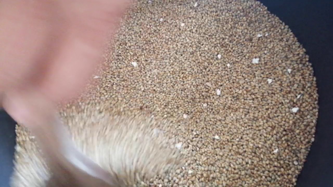 طريقة تحضير الدرع قبل رحيانه préparation de shorgo avant de le broyé