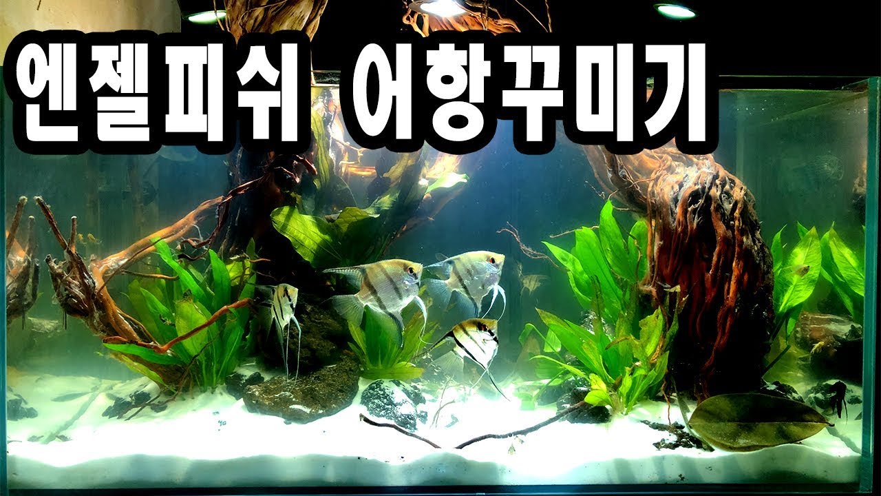 실버엔젤 어항 세팅하기! 엔젤피쉬는 이 세팅이 가장 멋집니다!