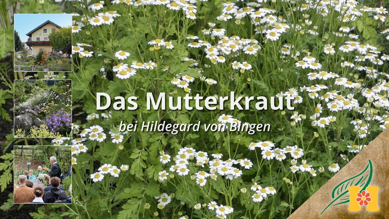 Das Mutterkraut bei Hildegard von Bingen