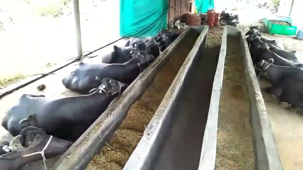||Starting new buffalo farm||Murrah, Mehsana,and jafarabadi