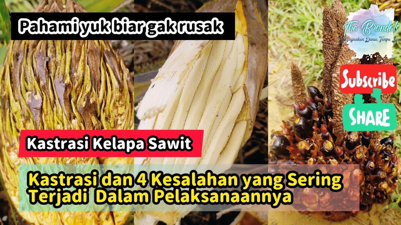 Kastrasi dan 4 Kesalahan yang Sering Terjadi Dalam Pelaksanaannya
