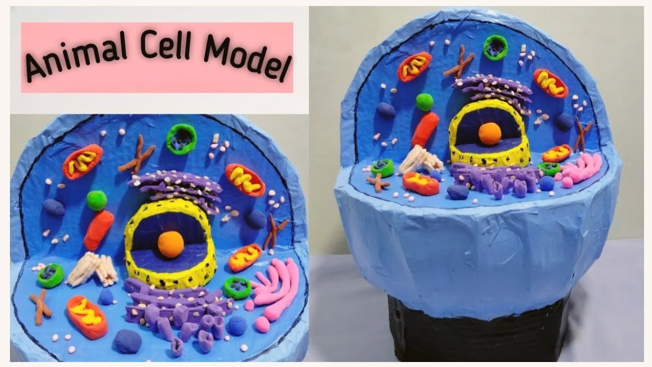 Animal Cell 3D Model | Using Cardboard | For School Projects | 