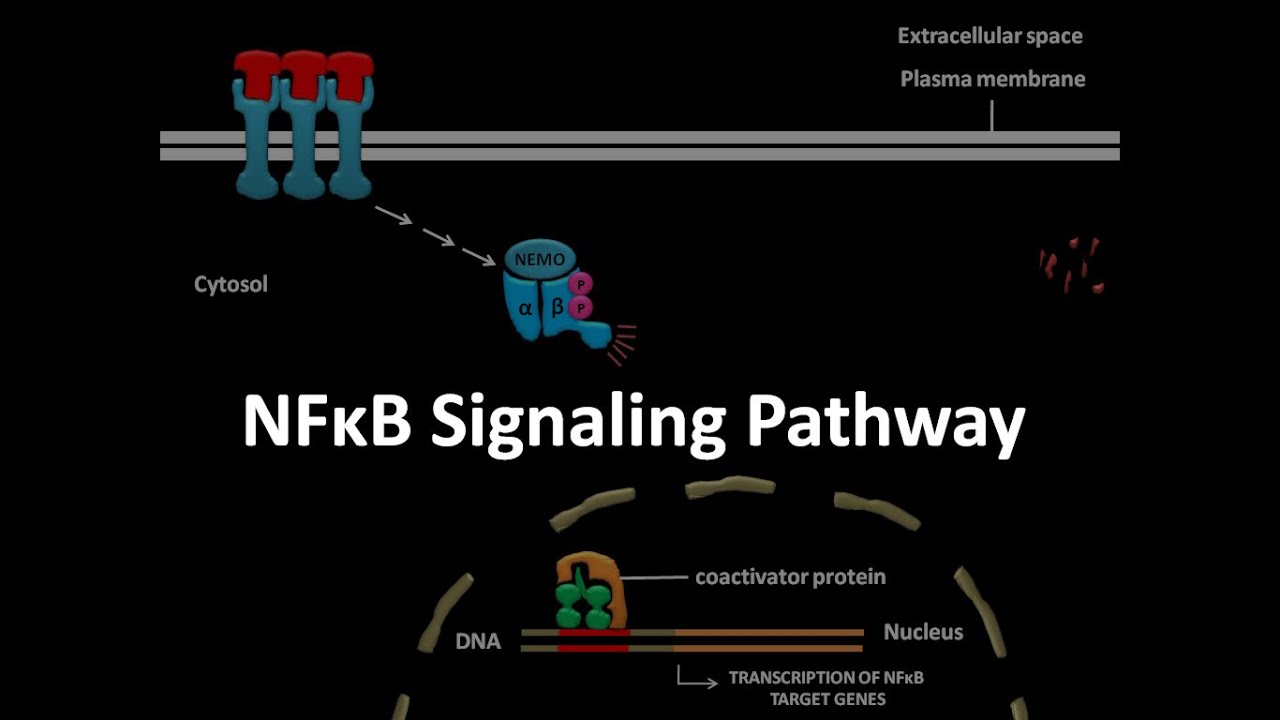 NFkB signaling pathway