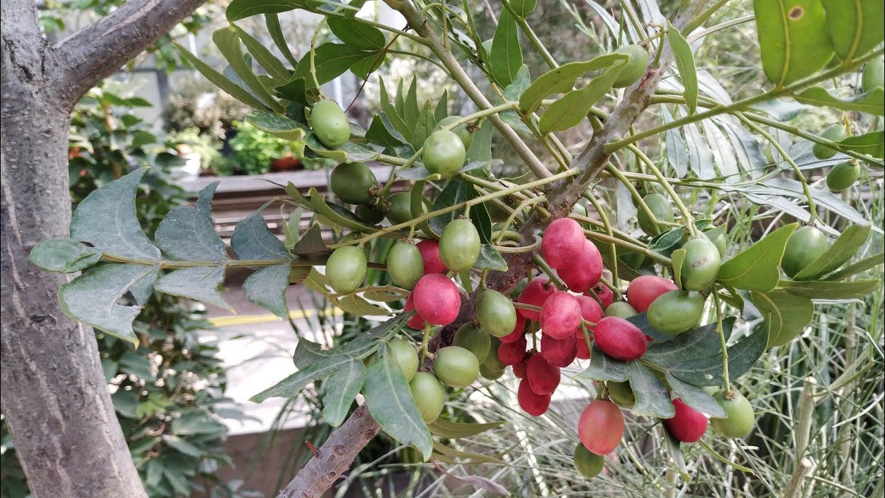 African fruit - Harpephyllum caffrum, the Kaffir plum or wild plum
